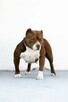American bully pocket ABKC - 4