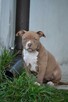 American bully pocket ABKC - 14