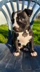 American Staffordshire Terrier - 2