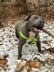 Reproduktor Staffordshire Bull Terier - 3