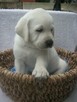 Labrador - 2