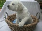 Labrador - 1