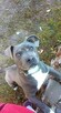 Reproduktor Staffordshire Bull Terier - 4