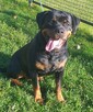 Rottweiler szczenięta- samiec- domowa hodowla. - 2