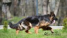 Owczarki niemieckie długowlose - 6