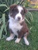 Szczeniaki rasy border collie