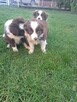 Szczeniaki rasy border collie - 3