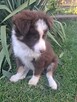 Szczeniaki rasy border collie - 2