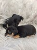 Chipin - chihuahua - pinczer szczeniaki - 5