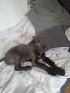 Piesek rasy Cane Corso 9tyg szuka dobrego domu