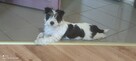 Piesek Jack Russell Terrier - Charlie - 2