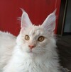 Duży kremowy dymny kocurek Maine Coon - FPL