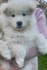 Szczeniaki Samoyed - 2