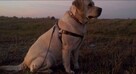 labrador rodowód ZKwP, PFK, szczeniaki - 4