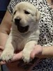 labrador rodowód ZKwP, PFK, szczeniaki - 8