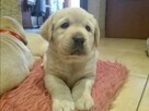 labrador rodowód ZKwP, PFK, szczeniaki - 3