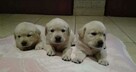 labrador rodowód ZKwP, PFK, szczeniaki - 1
