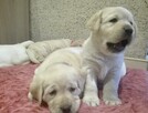 labrador rodowód ZKwP, PFK, szczeniaki - 7