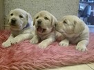 labrador rodowód ZKwP, PFK, szczeniaki - 2