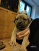 Cane Corso - 2