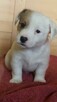 Szczeniaki Jack Russell Terrier - 3