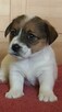 Szczeniaki Jack Russell Terrier - 9