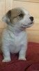 Szczeniaki Jack Russell Terrier - 4