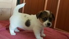 Szczeniaki Jack Russell Terrier - 5