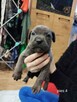 Cane Corso - 6