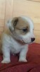 Szczeniaki Jack Russell Terrier - 5