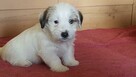 Szczeniaki Jack Russell Terrier - 6