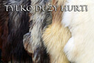 Oryginalne skóry owcze Heidschnucke, dywany - 2