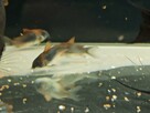 Rybki Kirys Orange Venezuelan corydoras - 4