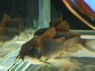 Rybki Kirys Orange Venezuelan corydoras - 2