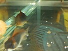 Rybki Kirys Orange Venezuelan corydoras - 5