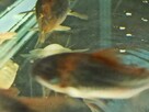 Rybki Kirys Orange Venezuelan corydoras - 3