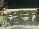 Rybki Kirys Orange Venezuelan corydoras - 9