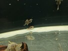 Rybki Kirys Orange Venezuelan corydoras - 8