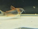 Rybki Kirys Orange Venezuelan corydoras - 7