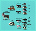 Reproduktor - Krycie - Border Collie - 9