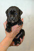 Cane corso ZKwP FCI szczeniaki - 1