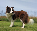 Reproduktor - Krycie - Border Collie - 8