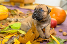 Cane corso ZKwP FCI szczeniaki - 3
