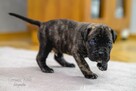 Cane corso ZKwP FCI szczeniaki - 7