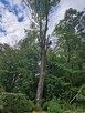 Alpinistyczna wycinka drzew, wycinanie, przycinanie gałęzi - 2