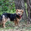 Mona i Leo szukają wspólnego domu rodzeństwo 5letnie małe - 6