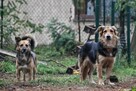 Mona i Leo szukają wspólnego domu rodzeństwo 5letnie małe - 3