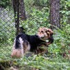 Mona i Leo rodzeństwo szuka domu z ogrodem 5l. małe - 5