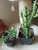 Cylindropuntia subulata- sukulent ten i inne... - 2