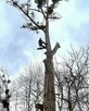 Alpinistyczna wycinka drzew, wycinanie, przycinanie gałęzi - 4